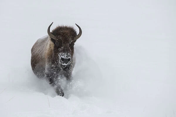 USA, Wyoming, Yellowstone National Park. Lone bull bison running in deep snow