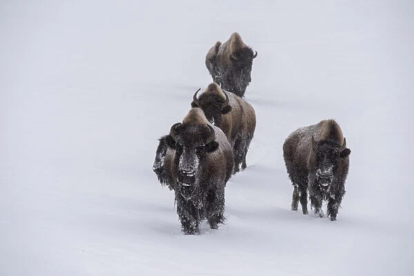 USA, Wyoming, Yellowstone National Park. Bison herd in the snow