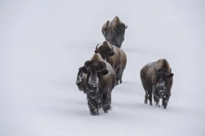 Framed Print : USA, Wyoming, Yellowstone National Park. Bison herd in the snow Framed Print : USA, Wyoming, Yellowstone National Park. Bison herd in the snow