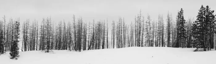 Framed Print : USA, Wyoming, Yellowstone National Park. Winter line of trees Framed Print : USA, Wyoming, Yellowstone National Park. Winter line of trees