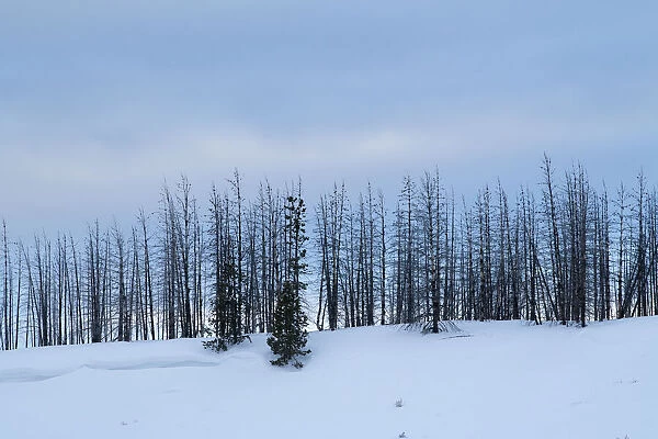 USA, Wyoming, Yellowstone National Park. Winter line of trees