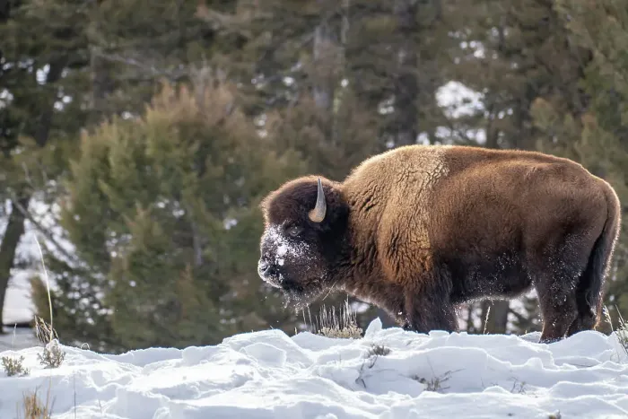 Framed Print : USA, Wyoming, Yellowstone National Park. Bison eating in snow