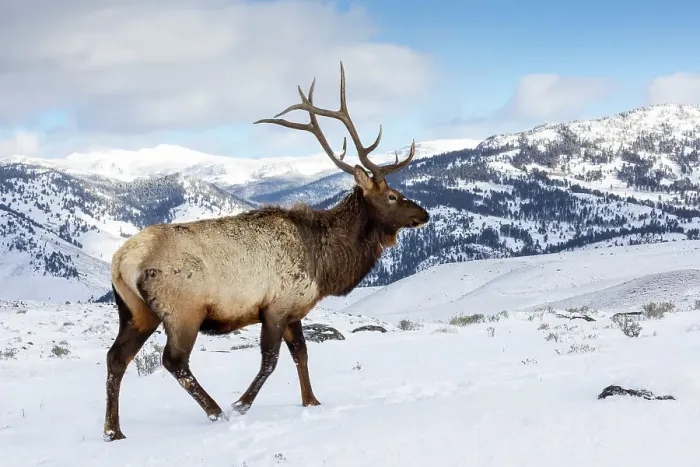 Framed Print : USA, Wyoming, Yellowstone National Park. Lone bull elk in snow Framed Print : USA, Wyoming, Yellowstone National Park. Lone bull elk in snow