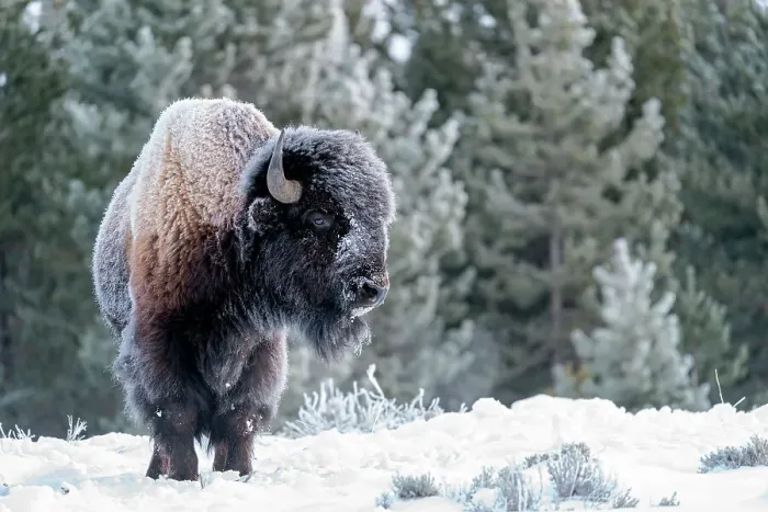 Framed Print : USA, Wyoming, Yellowstone National Park, American bison, Bos bison. Portrait of a frost covered bison Framed Print : USA, Wyoming, Yellowstone National Park, American bison, Bos bison. Portrait of a frost covered bison