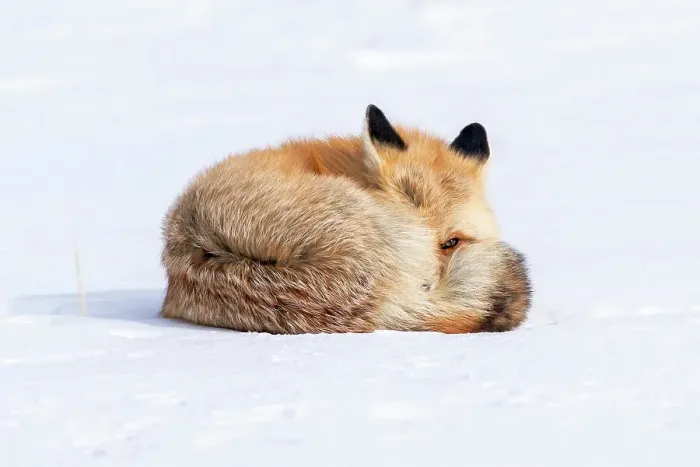 Framed Print : USA, Wyoming, Yellowstone National Park, red fox, Vulpes vulpes. A red fox rests curled up in the snow, but keeps one eye open