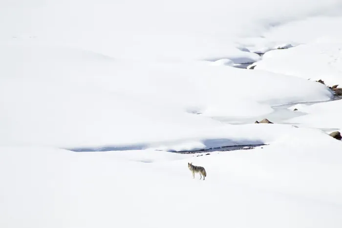 Framed Print : USA, Wyoming, Yellowstone National Park, Lamar Valley, coyote, Canis latrans. A lone coyote stands in front of a snow covered stream Framed Print : USA, Wyoming, Yellowstone National Park, Lamar Valley, coyote, Canis latrans. A lone coyote stands in front of a snow covered stream