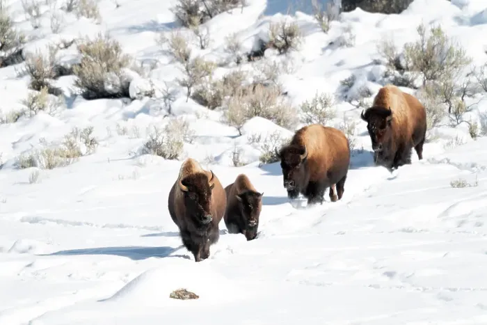 Framed Print : USA, Wyoming, Yellowstone National Park. A group of bison plod in single file through the snow Framed Print : USA, Wyoming, Yellowstone National Park. A group of bison plod in single file through the snow