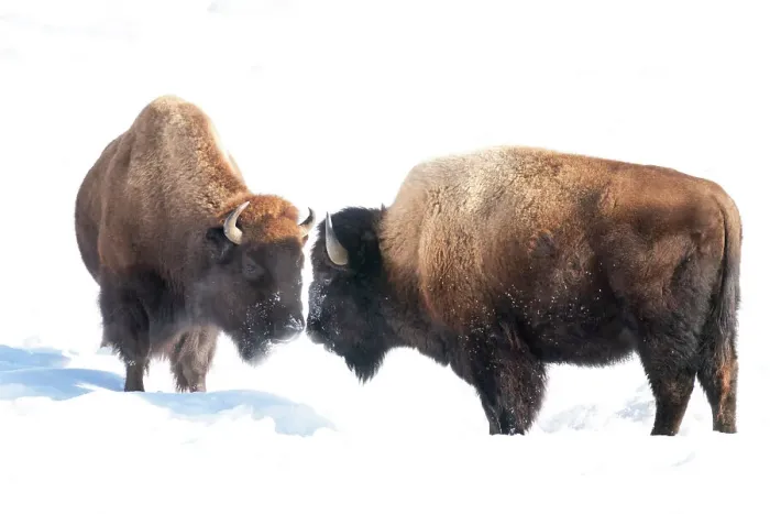 Framed Print : USA, Wyoming, Yellowstone National Park. Two bison confront one another Framed Print : USA, Wyoming, Yellowstone National Park. Two bison confront one another