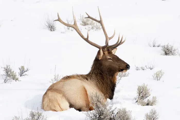 Framed Print : USA, Wyoming, Yellowstone National Park. A bull elk rests in the snow with his antlers still intact for now