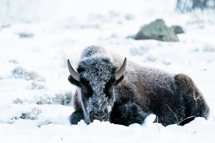 Framed Print : USA, Wyoming, Yellowstone National Park. Portrait of a frost covered bison lying down in the snow Framed Print : USA, Wyoming, Yellowstone National Park. Portrait of a frost covered bison lying down in the snow