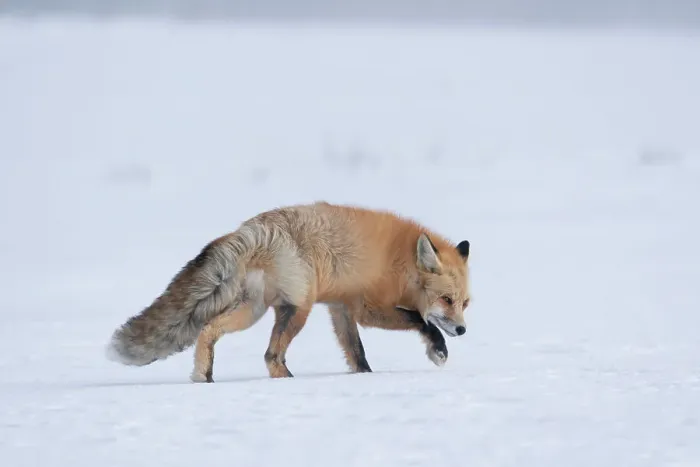 Framed Print : USA, Wyoming, Yellowstone National Park. A red fox walks through the snow with the wind blowing its thick coat Framed Print : USA, Wyoming, Yellowstone National Park. A red fox walks through the snow with the wind blowing its thick coat