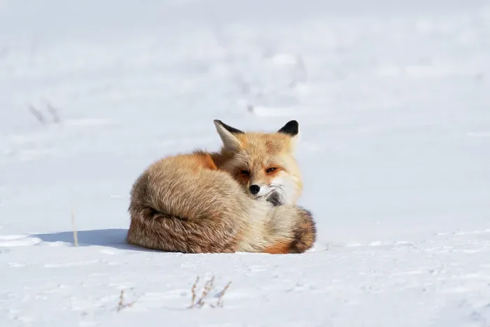 Framed Print : USA, Wyoming, Yellowstone National Park. A red fox wakes up from its sleep in the snow