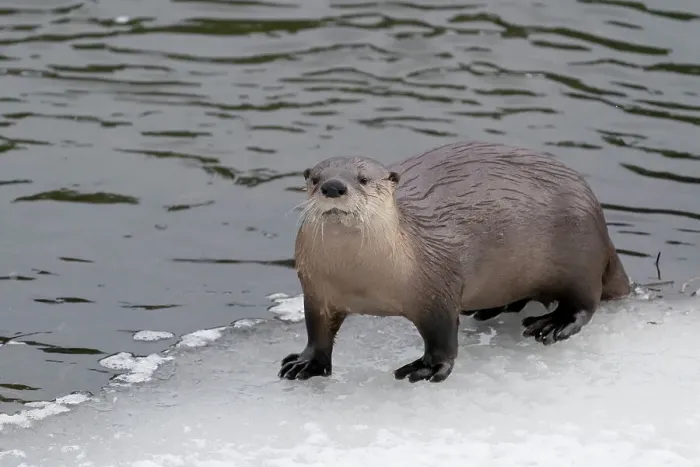 Framed Print : USA, Wyoming, Yellowstone National Park. Portrait of a river otter coming out of the river to the icy edge
