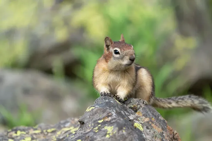 Framed Print : USA, Wyoming, Yellowstone National Park. Portrait of a ground squirrel posing on a lichen covered rock Framed Print : USA, Wyoming, Yellowstone National Park. Portrait of a ground squirrel posing on a lichen covered rock