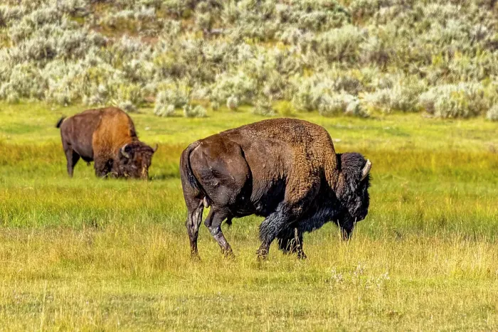 Framed Print : USA, Wyoming, Yellowstone National Park. Bisons in grassy field. Credit as Fred Lord / Jaynes Gallery / DanitaDelimont.com Framed Print : USA, Wyoming, Yellowstone National Park. Bisons in grassy field. Credit as Fred Lord / Jaynes Gallery / DanitaDelimont.com