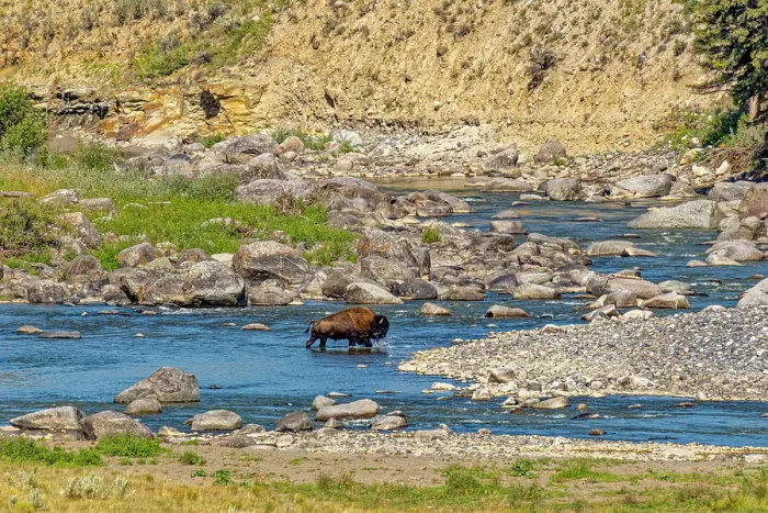 Framed Print : USA, Wyoming, Yellowstone National Park. Bison crossing stream. Credit as Fred Lord / Jaynes Gallery / DanitaDelimont.com Framed Print : USA, Wyoming, Yellowstone National Park. Bison crossing stream. Credit as Fred Lord / Jaynes Gallery / DanitaDelimont.com