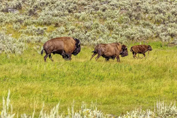 Framed Print : USA, Wyoming, Yellowstone National Park. Bisons in grassy field. Credit as Fred Lord / Jaynes Gallery / DanitaDelimont.com Framed Print : USA, Wyoming, Yellowstone National Park. Bisons in grassy field. Credit as Fred Lord / Jaynes Gallery / DanitaDelimont.com