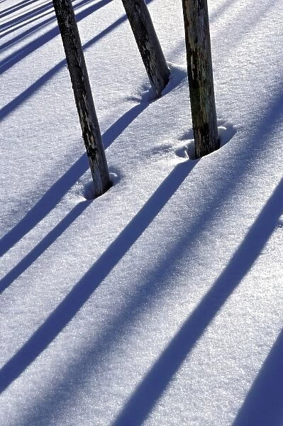 USA, Wyoming, Yellowstone National Park, Tree trunks form shadows on snow