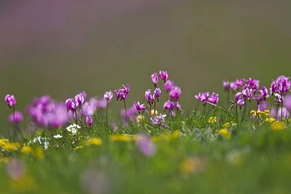 USA, Wyoming, Yellowstone National Park, Alpine Shooting Star (Dodecatheon alpinum) wildflowers