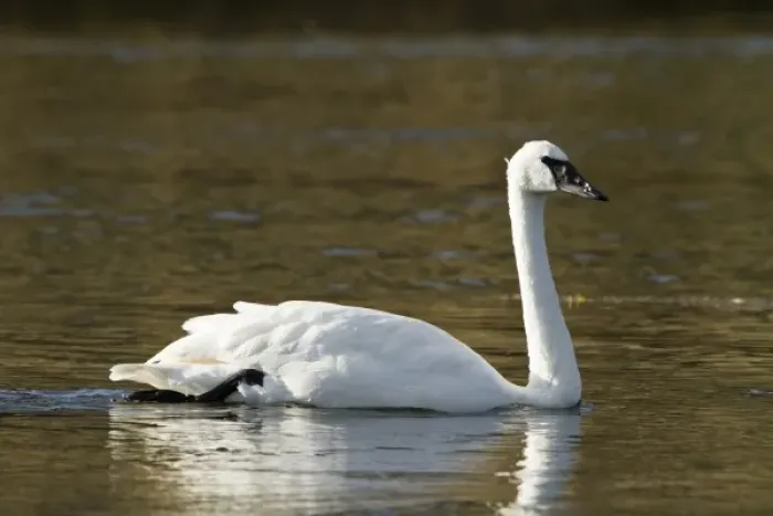 Framed Print : USA, Wyoming, Yellowstone National Park, Madison River. Trumpeter swan (Cygnus buccinator)