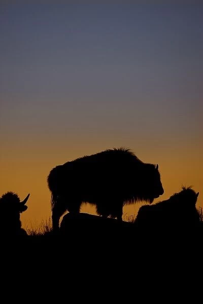 USA, Wyoming, Yellowstone National Park. Adult bison silhouetted on a ridge at sunset