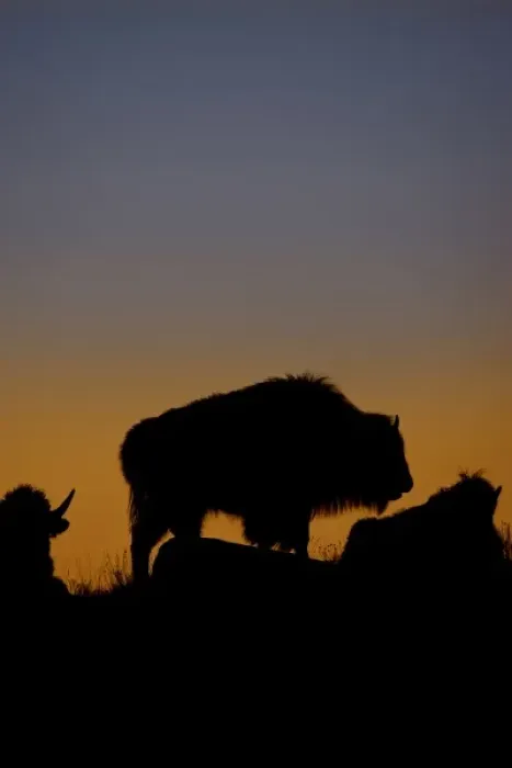 Framed Print : USA, Wyoming, Yellowstone National Park. Adult bison silhouetted on a ridge at sunset Framed Print : USA, Wyoming, Yellowstone National Park. Adult bison silhouetted on a ridge at sunset