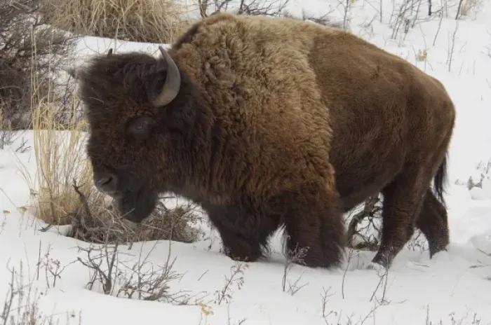 Framed Print : USA, Wyoming. Yellowstone National Park. Wild Yellowstone Bison (male) in winter