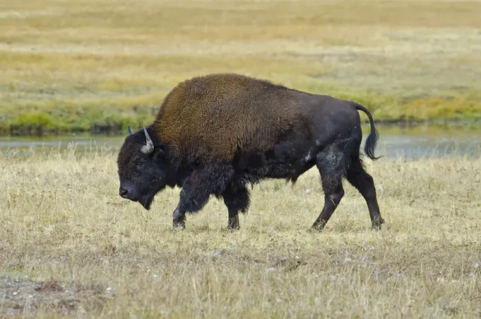 Framed Print : USA, Wyoming. Yellowstone National Park Bison, along Fountain Flat Drive