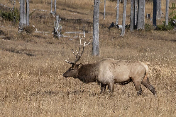 USA, Wyoming, Yellowstone National Park, Madison. Male North American elk