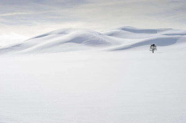 USA, Wyoming, Yellowstone National Park, winter, lone tree
