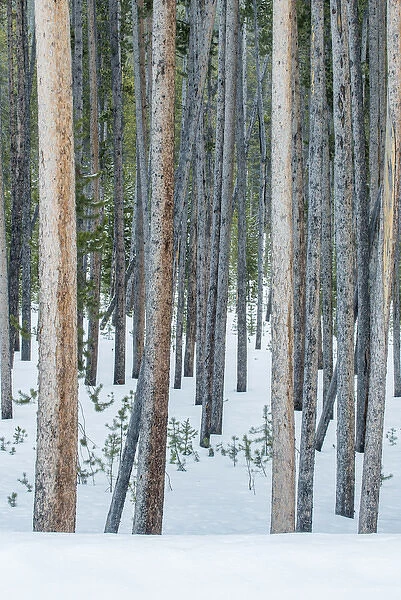 USA, Wyoming, Yellowstone NP, Lodgepole Pine Forest in the Winter