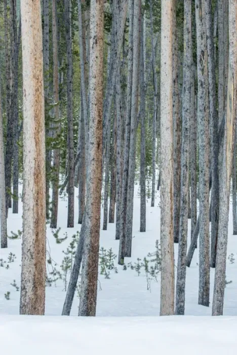 Framed Print : USA, Wyoming, Yellowstone NP, Lodgepole Pine Forest in the Winter Framed Print : USA, Wyoming, Yellowstone NP, Lodgepole Pine Forest in the Winter