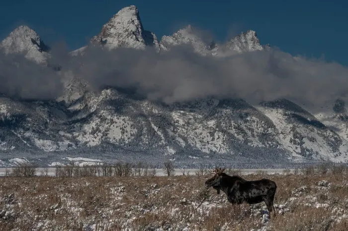 Framed Print : USA, Wyoming. Young bull moose in Grand Teton National Park, with the Grand Teton in the distance Framed Print : USA, Wyoming. Young bull moose in Grand Teton National Park, with the Grand Teton in the distance