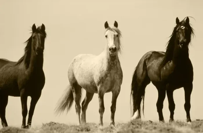 Framed Print : USA, Wyoming, Young wild stallions at head of Alkali Creek near Cyclone Rim near