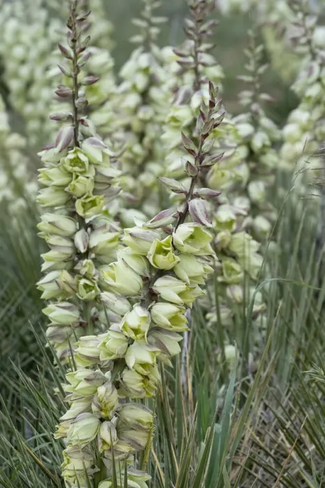 Framed Print : USA, Wyoming. Yucca blossoms, Bighorn Canyon National Recreation Area Framed Print : USA, Wyoming. Yucca blossoms, Bighorn Canyon National Recreation Area