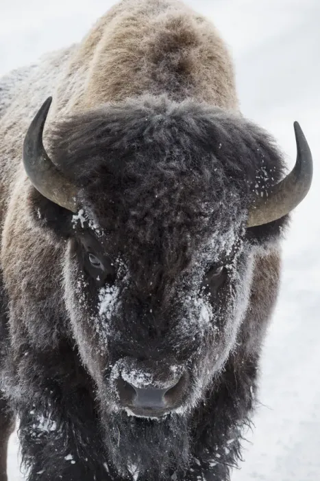 Framed Print : USA, Yellowstone, bison Framed Print : USA, Yellowstone, bison