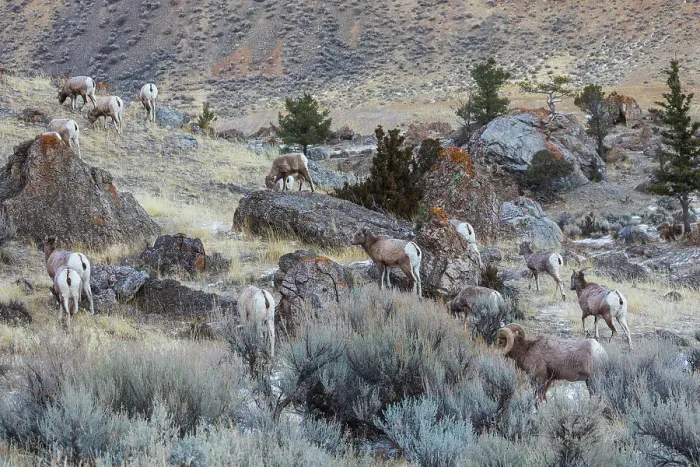 Framed Print : USA, Yellowstone National Park, Montana, bighorn sheep, wintering herd Framed Print : USA, Yellowstone National Park, Montana, bighorn sheep, wintering herd