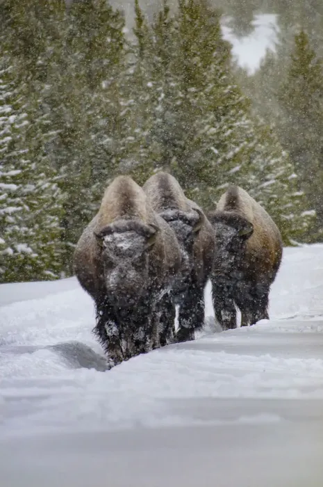 Framed Print : USA, Yellowstone National Park. Three bison in winter