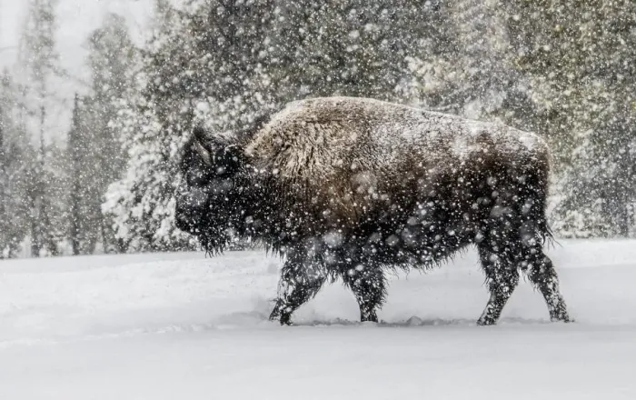 Framed Print : USA, Yellowstone National Park. Bison in winter Framed Print : USA, Yellowstone National Park. Bison in winter