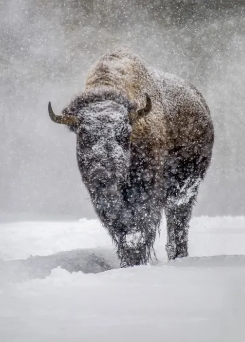 Framed Print : USA, Yellowstone National Park. One bison during winter Framed Print : USA, Yellowstone National Park. One bison during winter