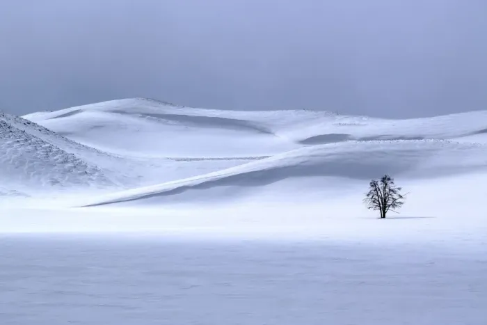 Framed Print : USA, Yellowstone National Park. Lone tree in winter