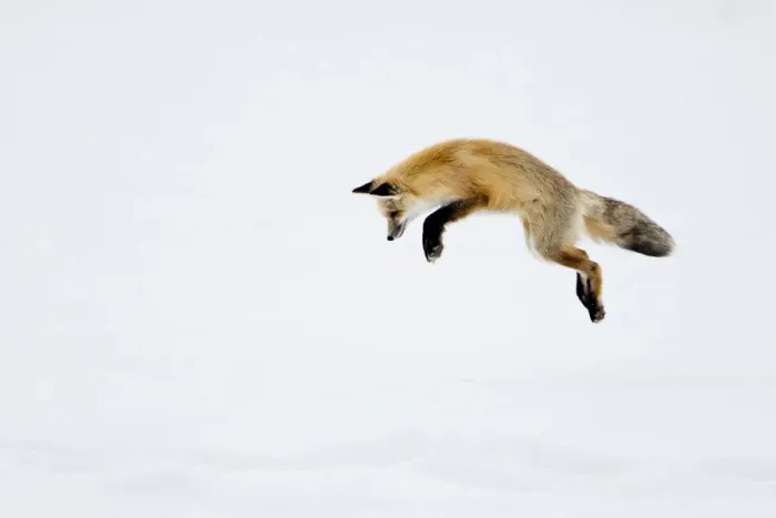 Framed Print : USA, Yellowstone National Park, Wyoming. A red fox leaps for his prey hiding under the snow Framed Print : USA, Yellowstone National Park, Wyoming. A red fox leaps for his prey hiding under the snow