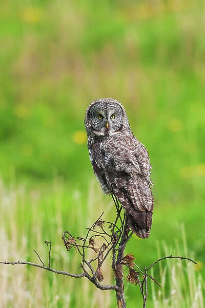 USA, Yellowstone National Park, Wyoming, great gray owl, spring time hunting perch