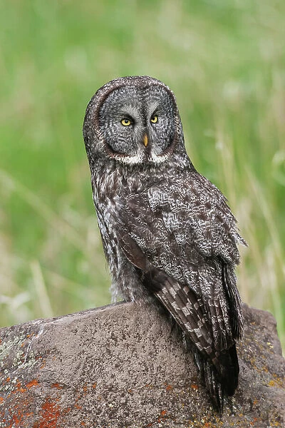 USA, Yellowstone, National Park, Wyoming, great gray owl, spring time hunting perch