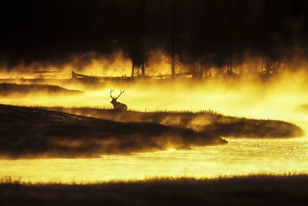USA, Yellowstone sunrise, steam on Madison River