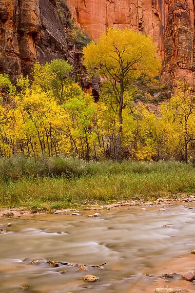 USA, Zion National Park, Fall Colors