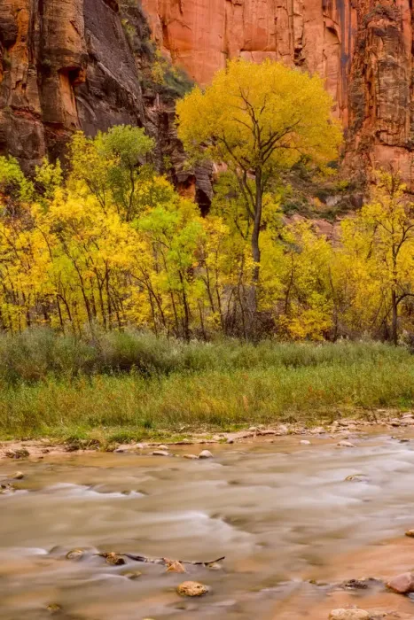 Framed Print : USA, Zion National Park, Fall Colors Framed Print : USA, Zion National Park, Fall Colors