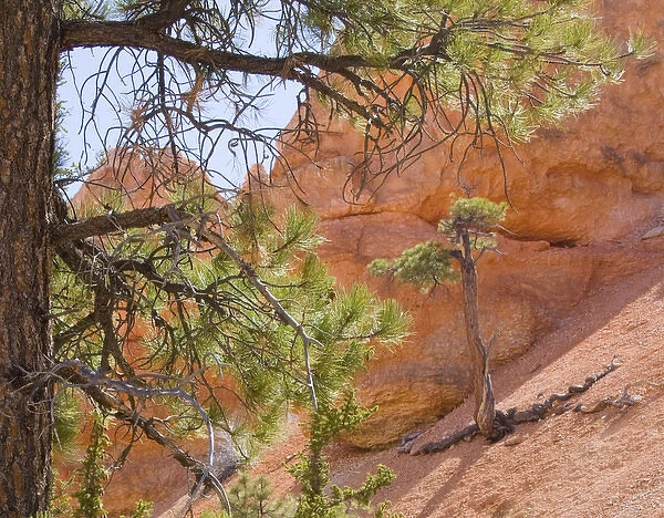 UT, Bryce Canyon National Park, Limber Pine, framed by a Pondersosa Pine