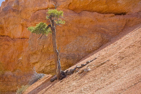 UT, Bryce Canyon National Park, Limber Pine, in reflected light