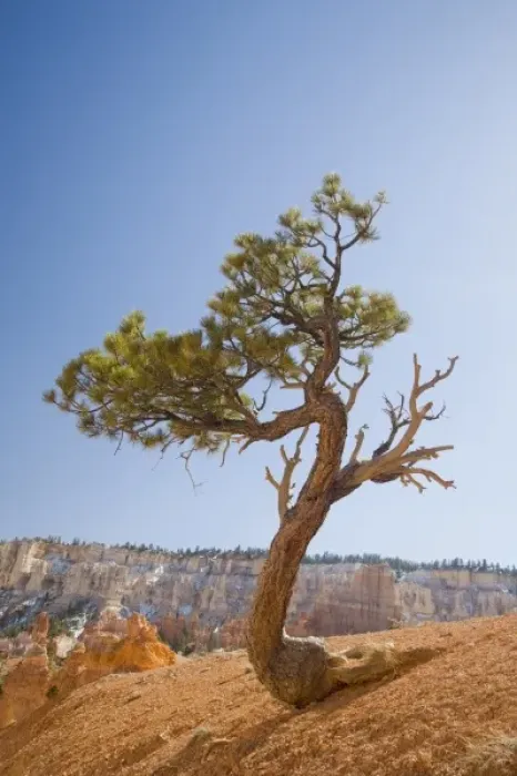 Framed Print : UT, Bryce Canyon National Park, Limber Pine tree
